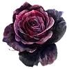 Стикер 20 🤎 Dark Academy