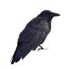 🤩 Эмодзи «Dark Beauty» для Telegram