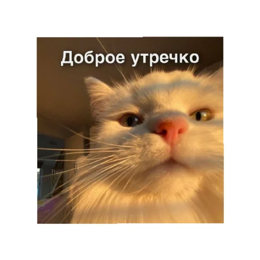 😄 Стикер «День/ ночь» для Telegram