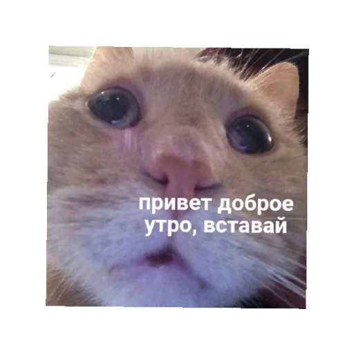 🤗 Стикер «День/ ночь» для Telegram