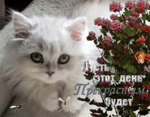 🌹 Стикер «тгк» для Telegram
