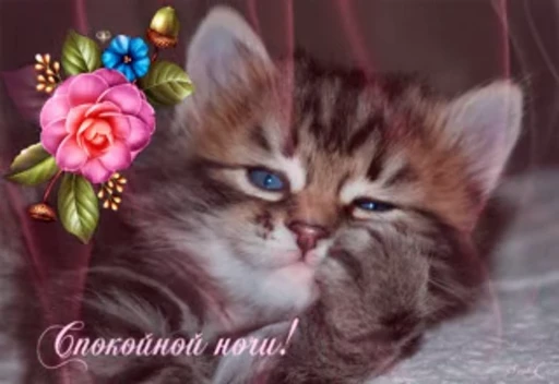 💤 Стикер «тгк» для Telegram