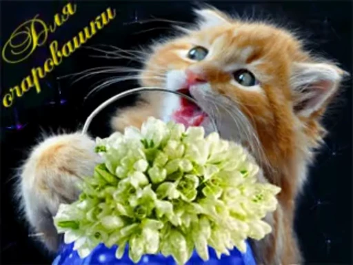 💐 Стикер «тгк» для Telegram