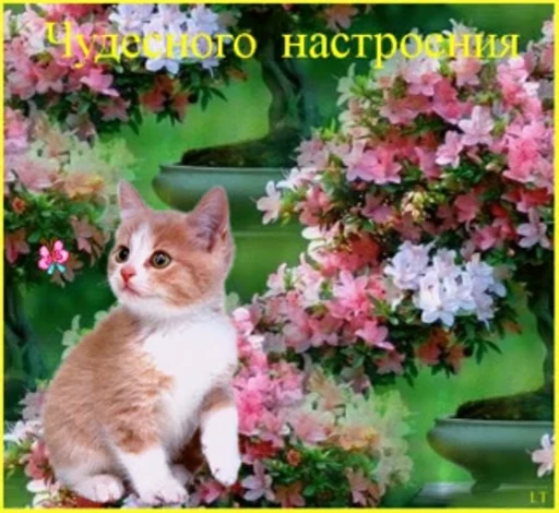 💐 Стикер «тгк» для Telegram
