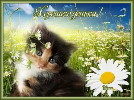 🌼 Стикер «тгк» для Telegram