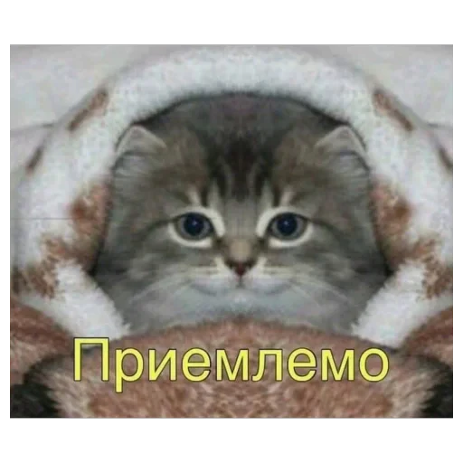 🫥 Стикер «Добрый день» для Telegram