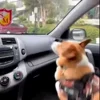 Стикер 34 Собачки X