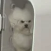 Стикер 31 Собачки X