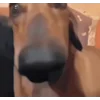 Стикер 57 Собачки X