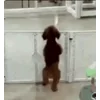 Стикер 30 Собачки X