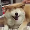Стикер 4 Собачки X
