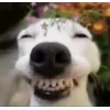 Стикер 8 Собачки X