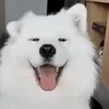 Стикер 2 Собачки X