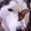 Стикер 10 Собачки X