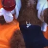 Стикер 33 Собачки X