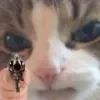 Стикер 38 👹 Escape from Tarkov Emoji