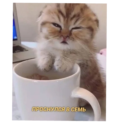 🐱 Стикер «Эмильчик кошка» для Telegram