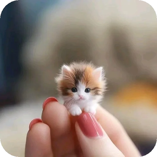 🐱 Стикер «Эмильчик кошка» для Telegram
