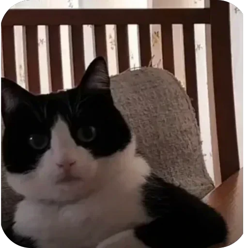 🫠 Стикер «EMO KITTY» для Telegram