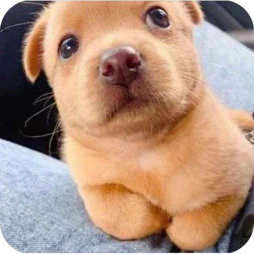 🤨 Стикер «EMO KITTY» для Telegram