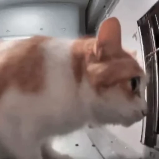 🤨 Стикер «EMO KITTY» для Telegram