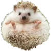 🥰 Эмодзи «Сute hedgehog» для Telegram