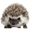 🦔 Эмодзи «Сute hedgehog» для Telegram