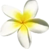🌼 Эмодзи «🍥» для Telegram