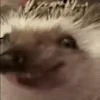 🦔 Эмодзи «emotes» для Telegram