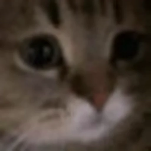 🐱 Эмодзи «emotes» для Telegram
