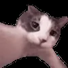 😽 Эмодзи «emotes» для Telegram