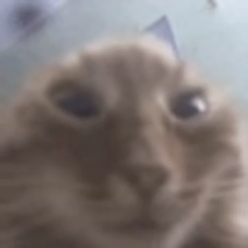 🙀 Эмодзи «emotes» для Telegram