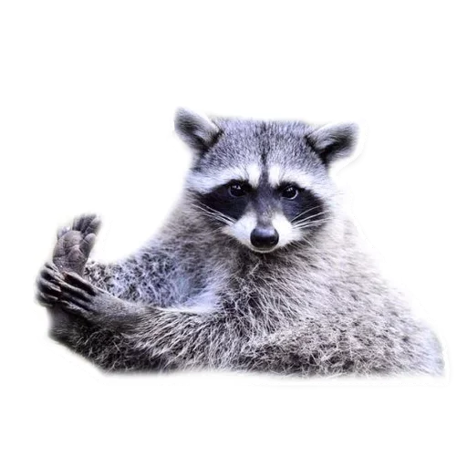 😚 Стикер «Raccoon» для Telegram