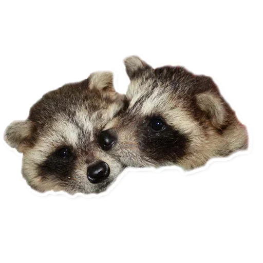 🤨 Стикер «Raccoon» для Telegram