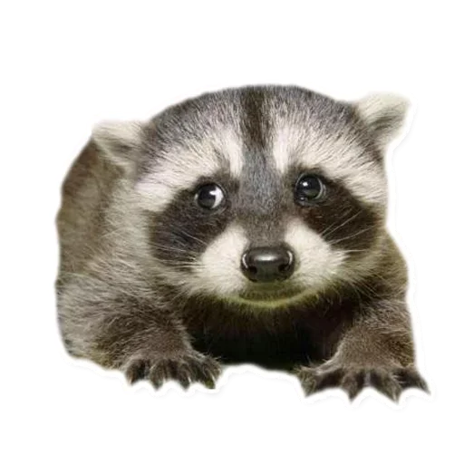 😌 Стикер «Raccoon» для Telegram