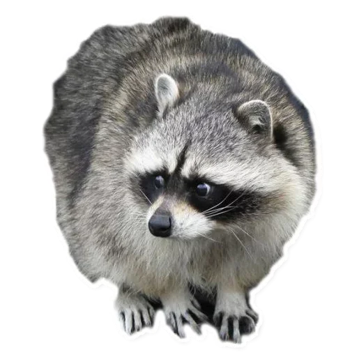 😌 Стикер «Raccoon» для Telegram