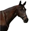 Обложка набора Equestrian 20 Part