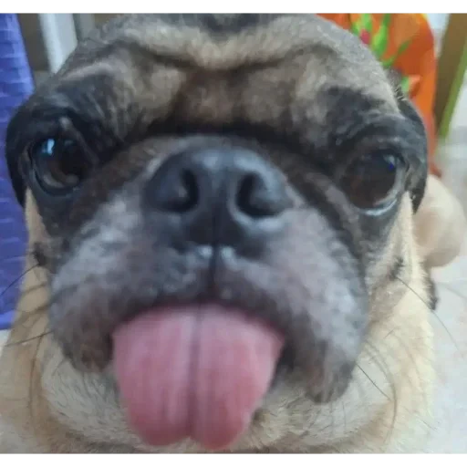 😛 Стикер «ÐÐ¾Ð¿ÑÑ» для Telegram
