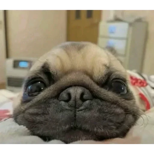 😁 Стикер «ÐÐ¾Ð¿ÑÑ» для Telegram