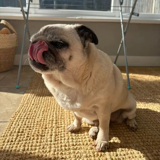 😛 Стикер «ÐÐ¾Ð¿ÑÑ» для Telegram