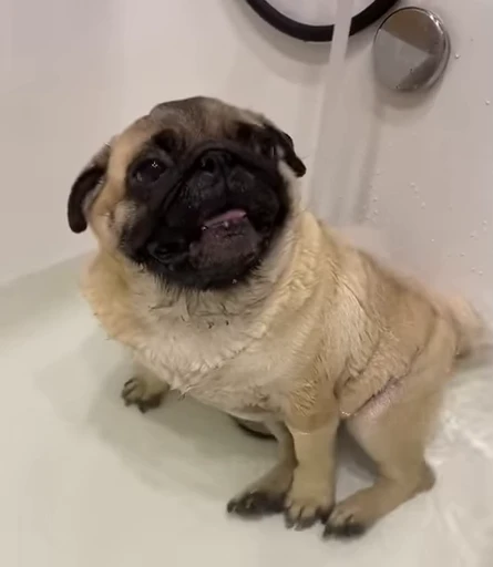 🛁 Стикер «ÐÐ¾Ð¿ÑÑ» для Telegram