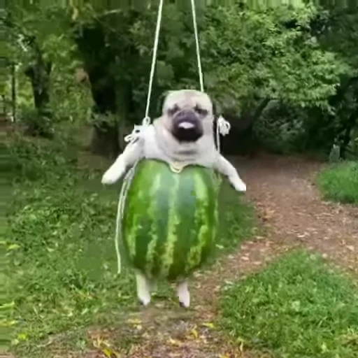 🍉 Стикер «ÐÐ¾Ð¿ÑÑ» для Telegram