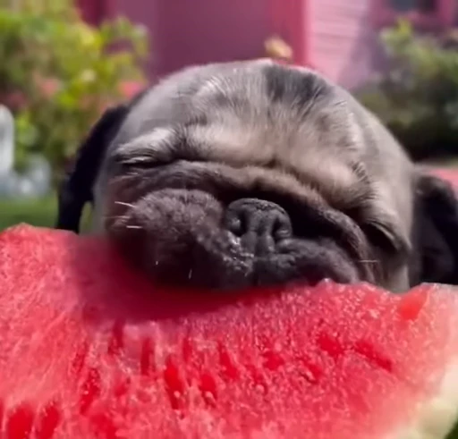 🍉 Стикер «ÐÐ¾Ð¿ÑÑ» для Telegram