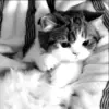 Стикер 5 black&amp;white