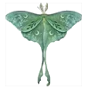 Стикер 23 My forest Fairy - лесной вайбик