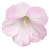 Стикер 14 Fairy Core