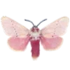 Стикер 41 Fairy Core