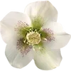 Стикер 7 Fairy Core