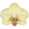 Стикер 31 Fairy Core