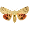 Стикер 61 Fauna